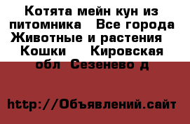 Котята мейн-кун из питомника - Все города Животные и растения » Кошки   . Кировская обл.,Сезенево д.